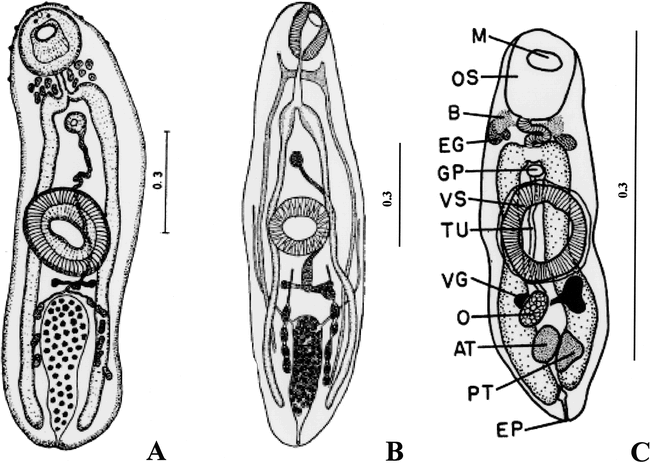 Alternative Life Cycle Strategies and Colonization of Young Anurans by ...