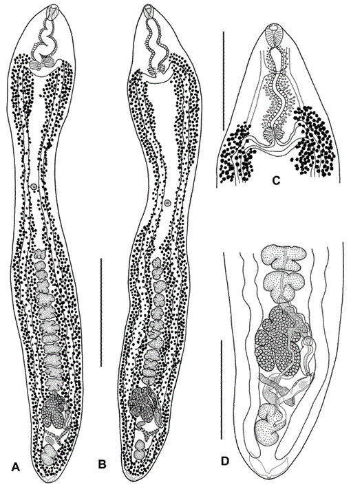 A New Species of Blood Fluke (Digenea: Spirorchiidae) from the Malayan ...