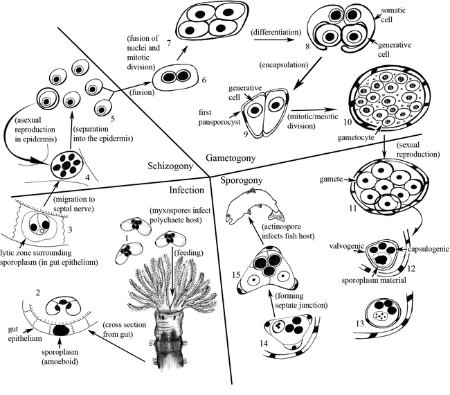 Chronological Development of Ceratomyxa shasta in the Polychaete Host ...