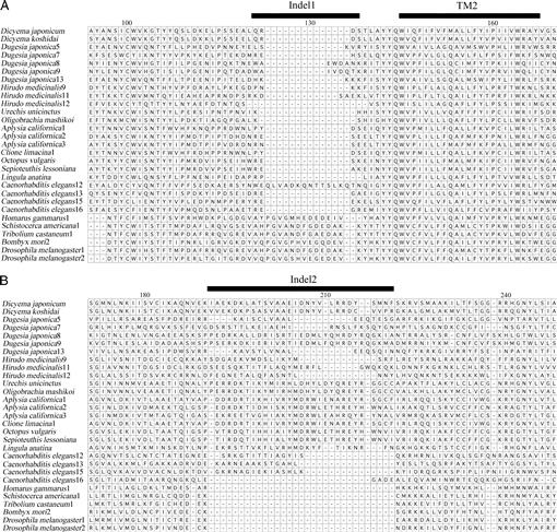 Phylogenetic Analysis Of Dicyemid Mesozoans Phylum Dicyemida From Innexin Amino Acid Sequences Dicyemids Are Not Related To Platyhelminthes
