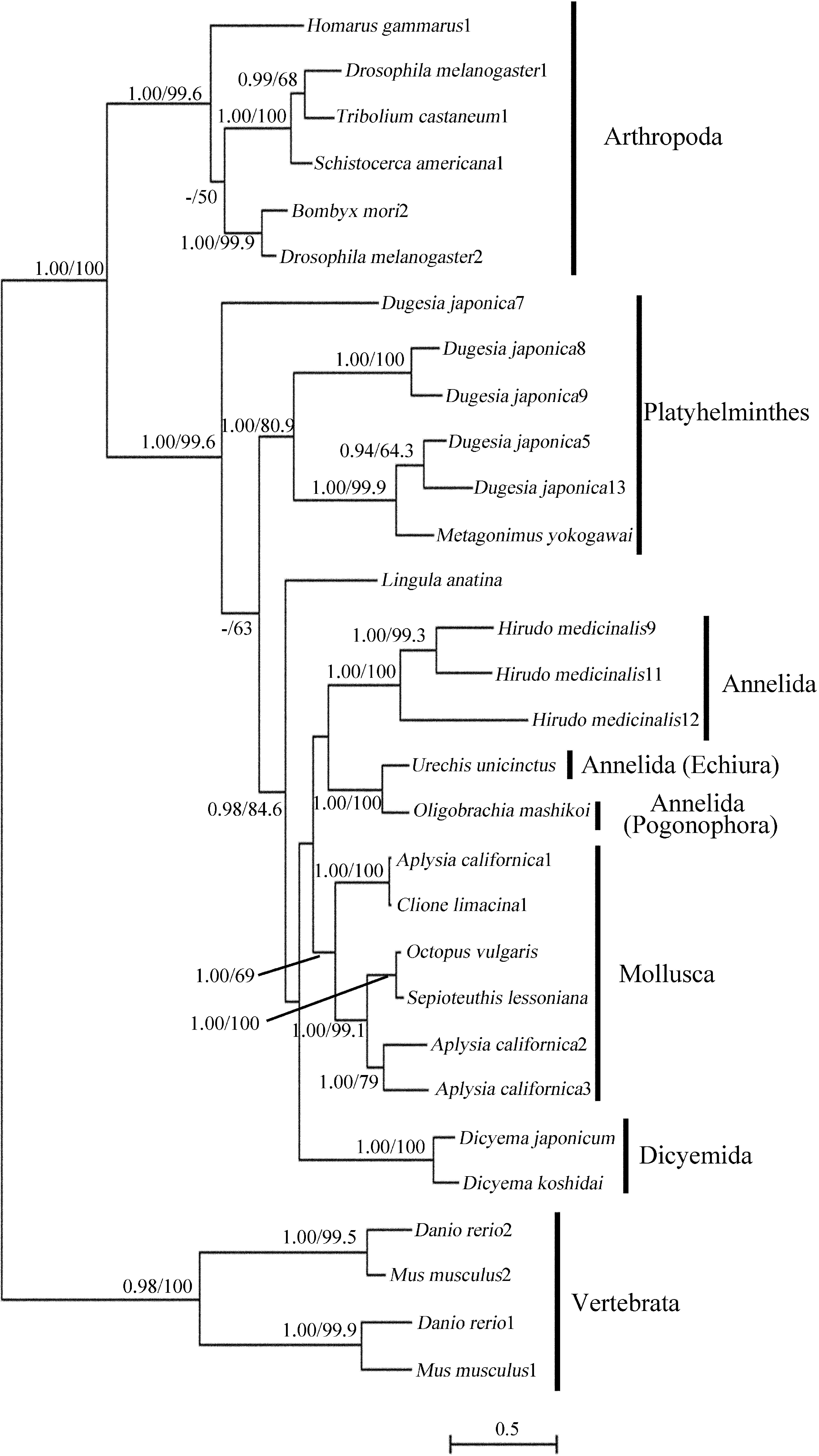 Phylogenetic Analysis of Dicyemid Mesozoans (Phylum Dicyemida) From ...