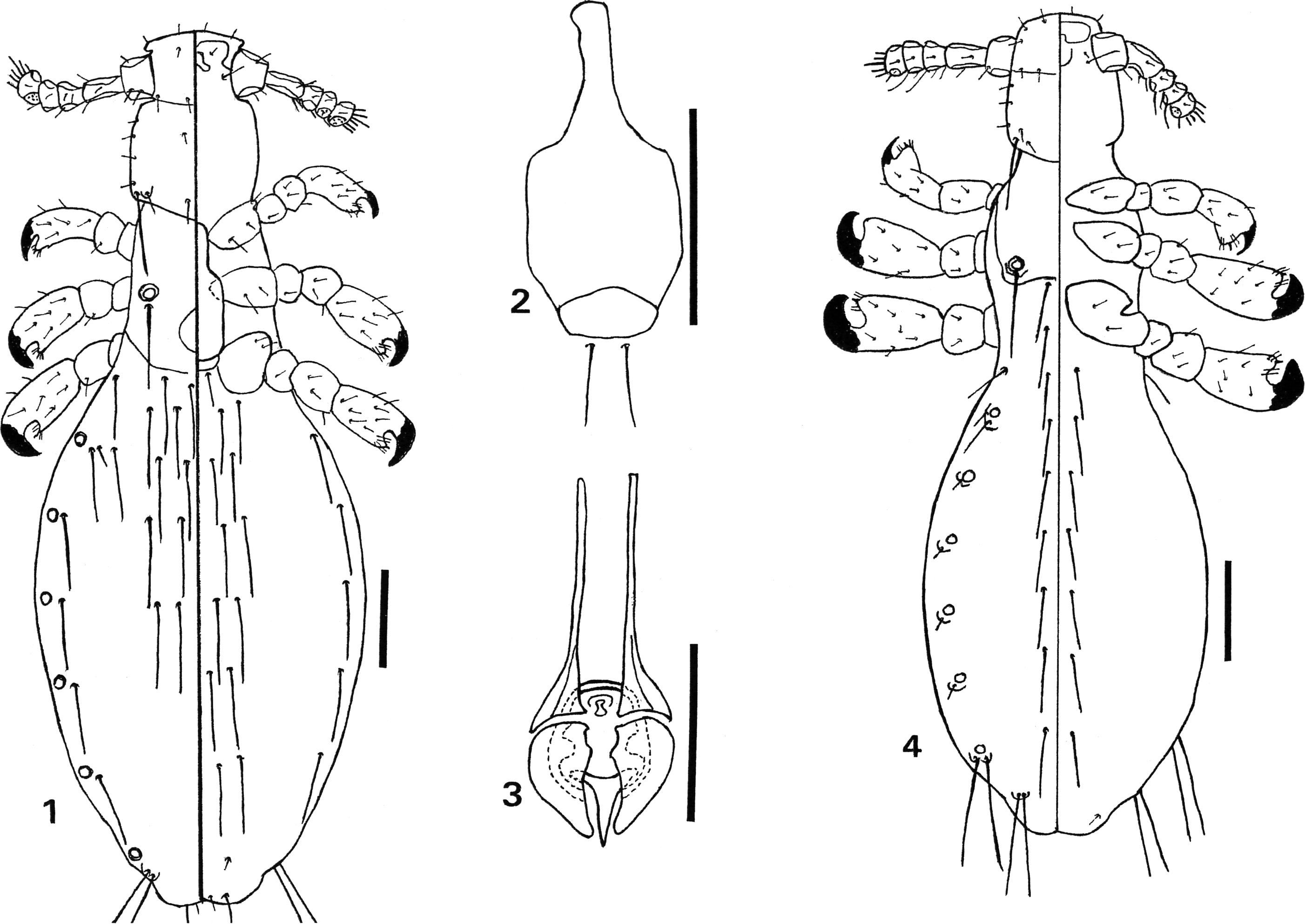 Lice and Ticks of the Eastern Rufous Mouse Lemur, Microcebus rufus ...