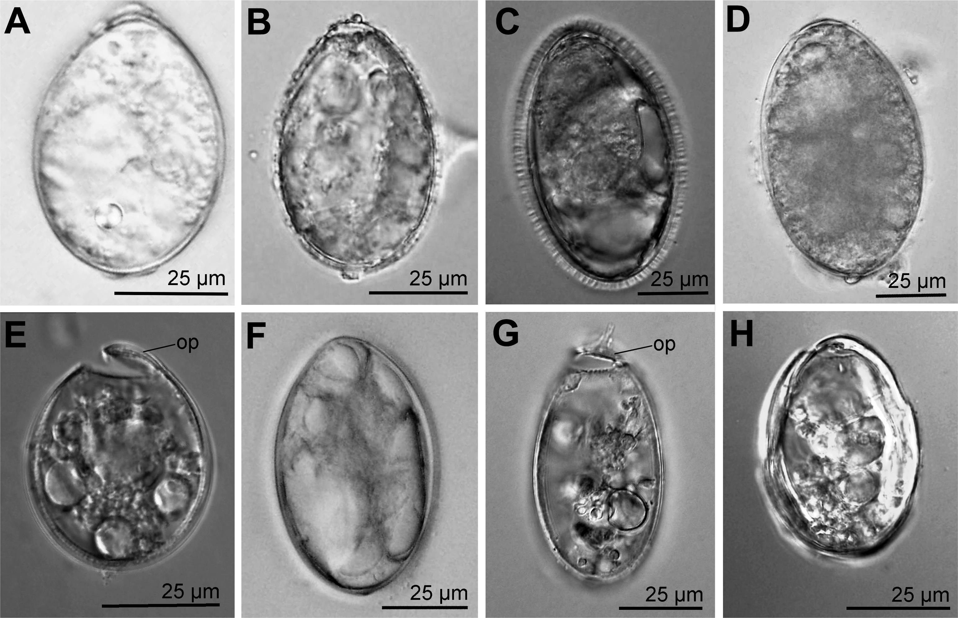 Tapeworms Cestoda Caryophyllidea Parasites Of Clarias Batrachus Pisces Siluriformes In The Indomalayan Region