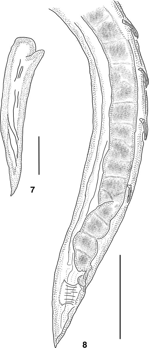 A New Species of Pterygodermatites (Nematoda: Rictulariidae) from the ...