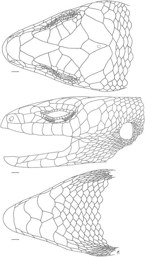 A New Live-Bearing Species of Scincid Lizard (Reptilia: Scincidae) from ...