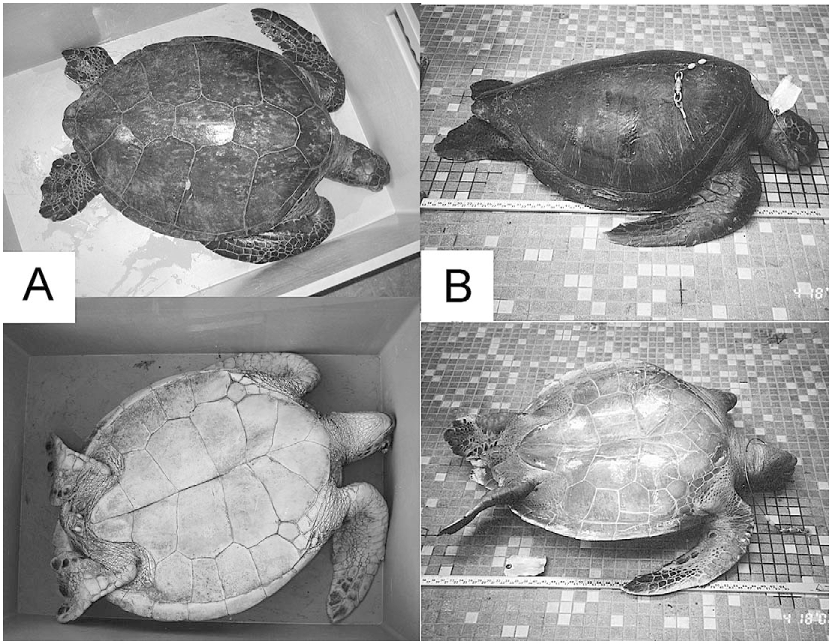 Oceanic Diet and Distribution of Haplotypes for the Green Turtle ...