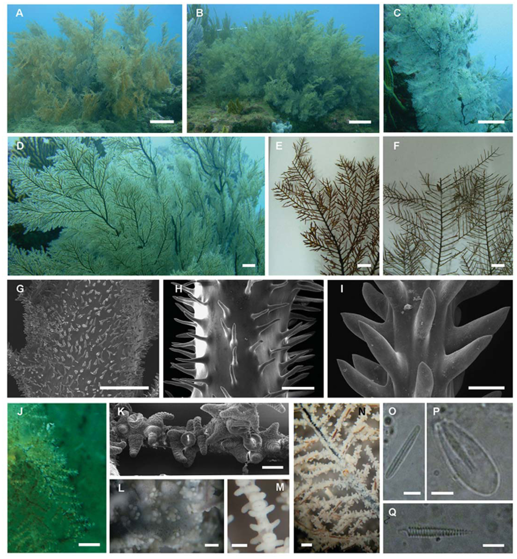 Black Coral Assemblages From Machalilla National Park Ecuador