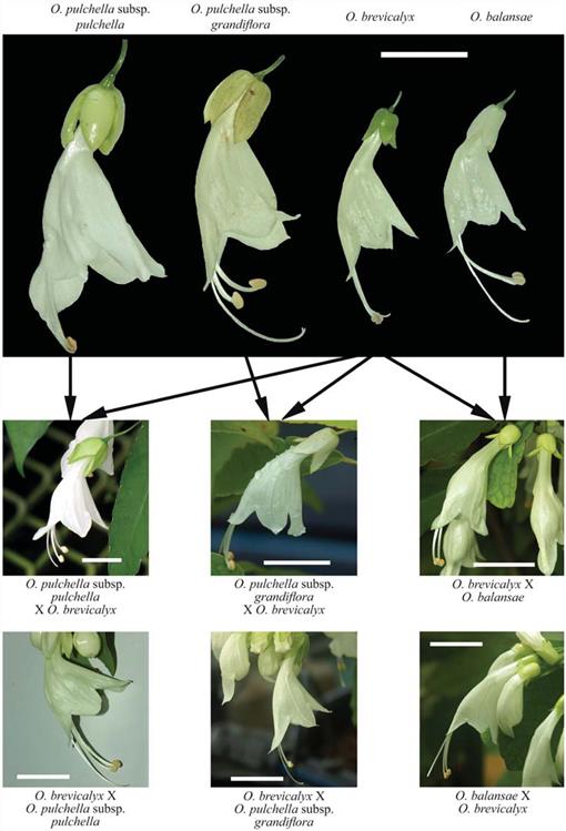 History, Biology, and Conservation of Pacific Endemics. 1. The