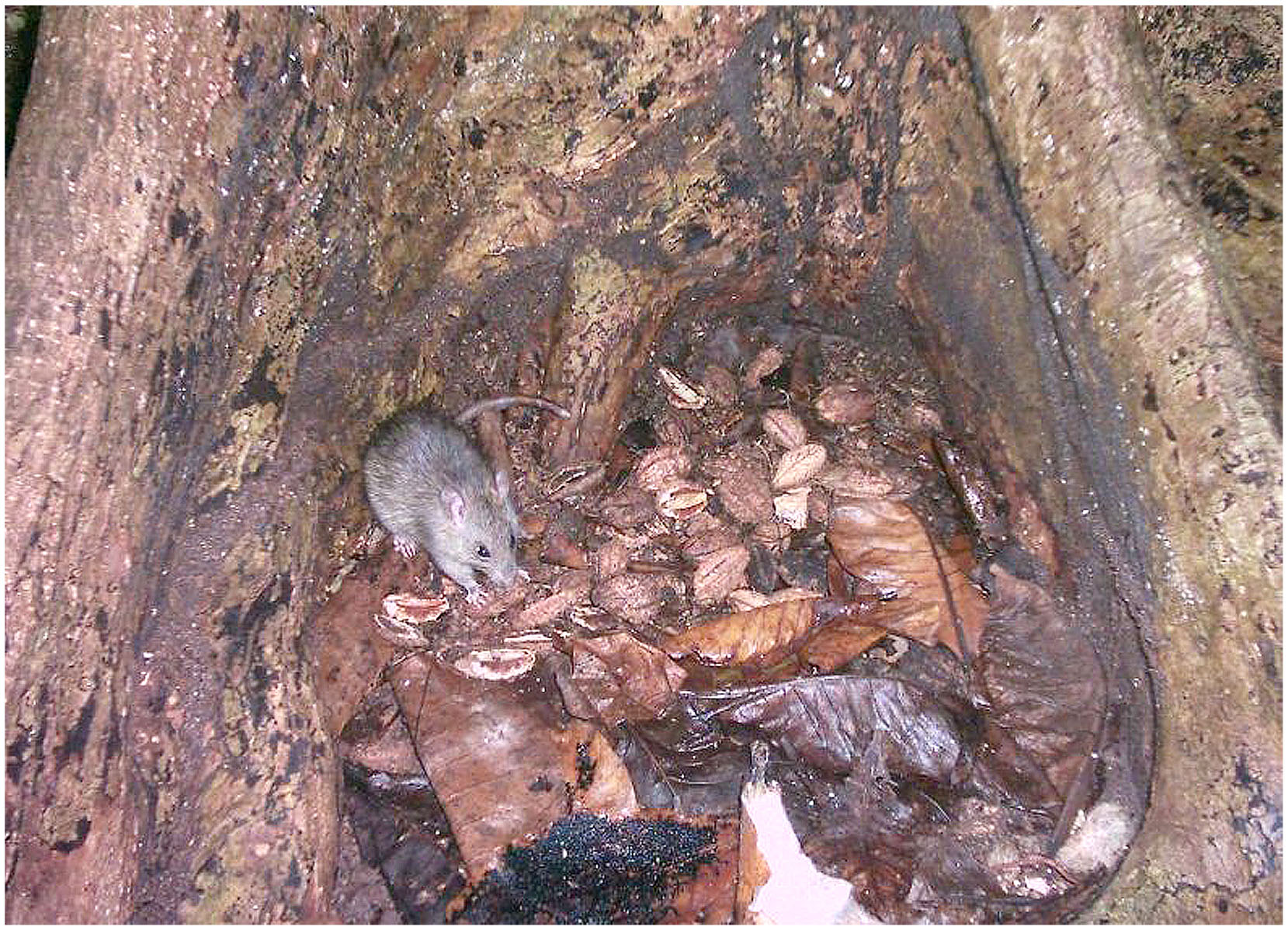 Biology And Impacts Of Pacific Island Invasive Species 11 Rattus Rattus The Black Rat Rodentia Muridae