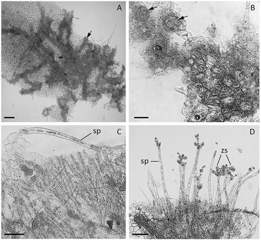 Plant-Parasitic Algae (Cephaleuros spp.) in Thailand, Including Four ...