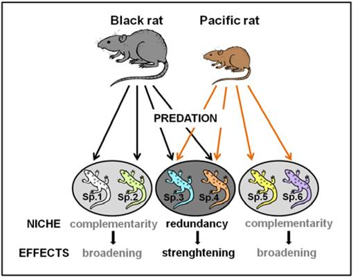 Sympatric Invasive Rats Show Different Diets In A Tropical Rainforest Of An Island Biodiversity Hotspot1