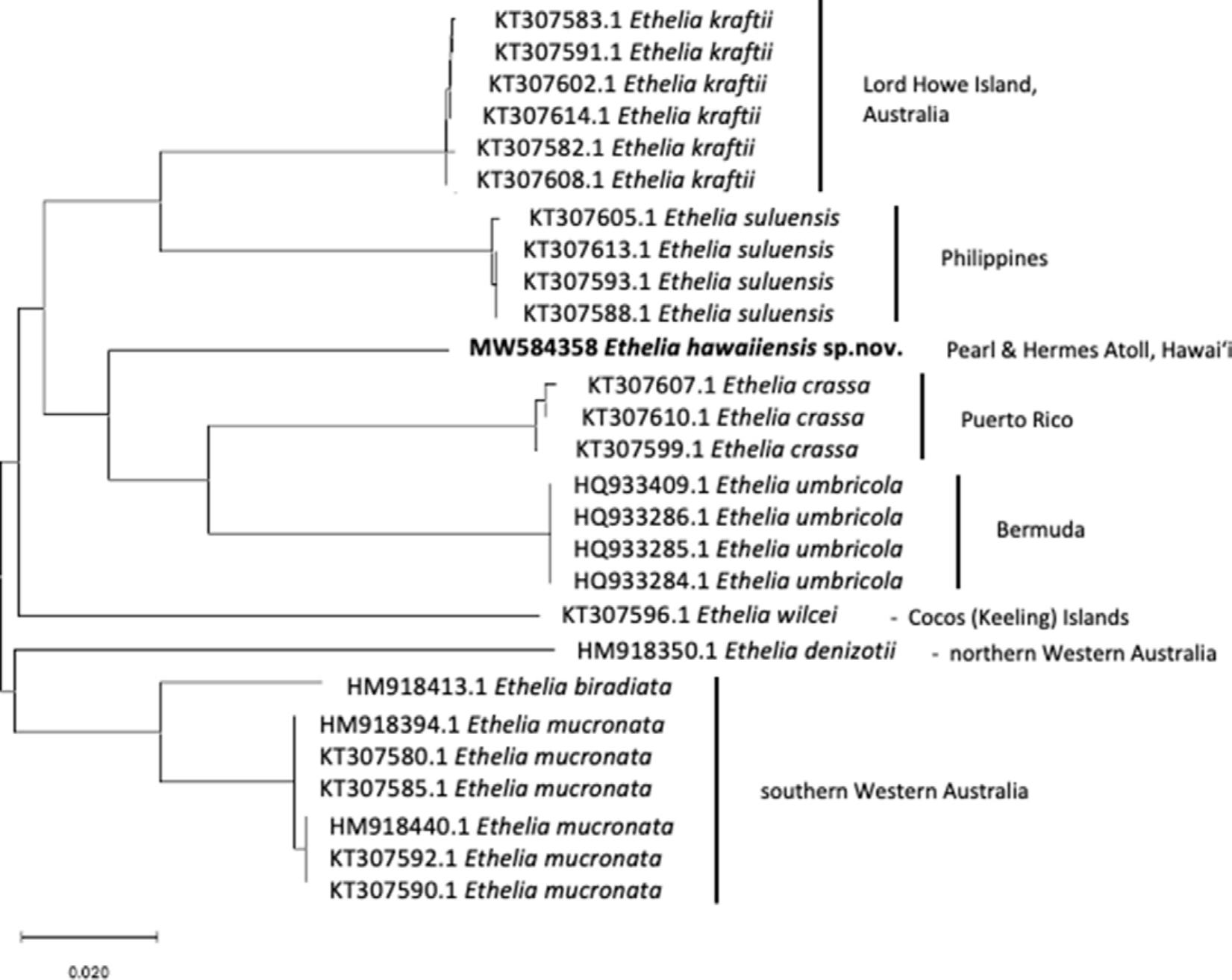 Ethelia hawaiiensis (Etheliaceae, Rhodophyta), a New Mesophotic Marine ...