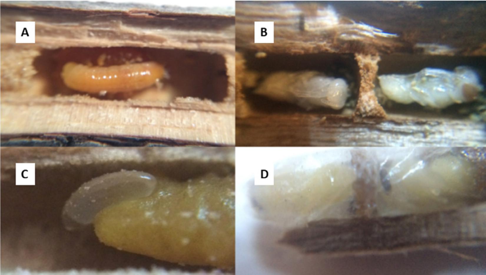 Nest Architecture of an Endangered Hawaiian Yellow-Faced Bee, Hylaeus ...