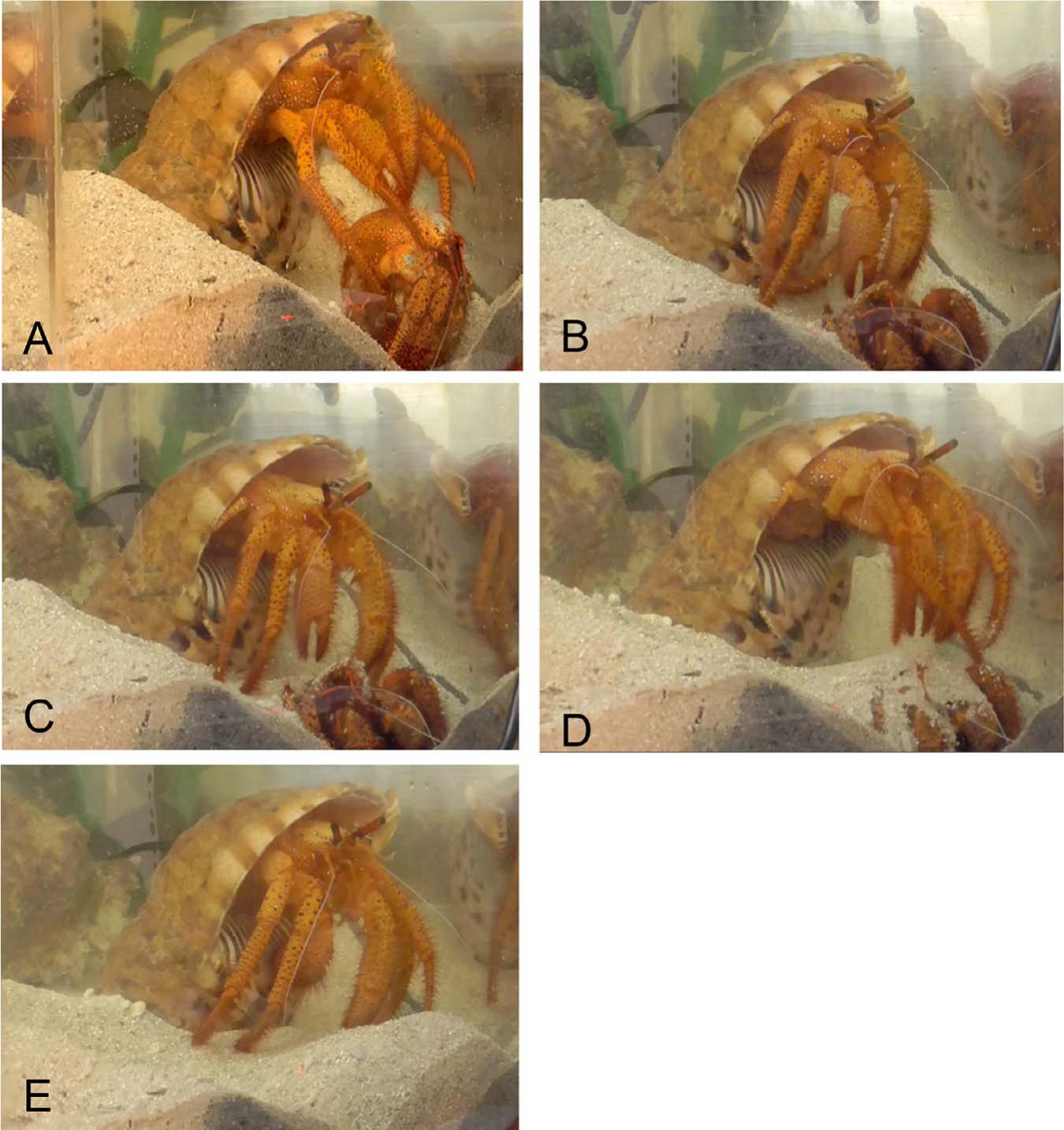 hermit crab molting stages