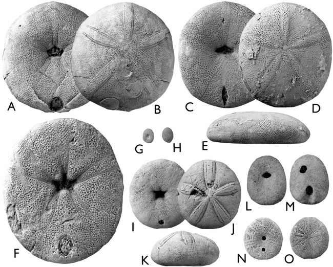 Probing the cassiduloid origins of clypeasteroid echinoids using ...