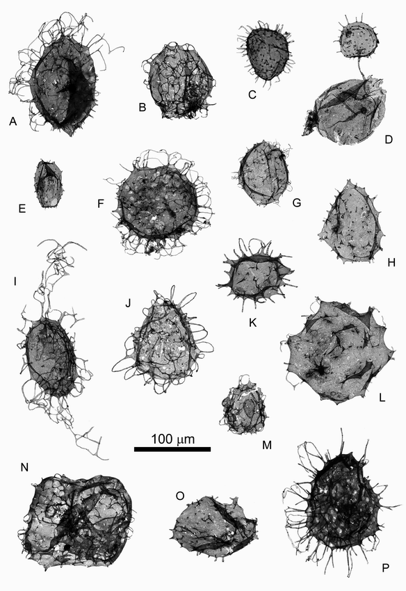 Probable Proterozoic fungi