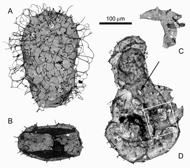 Probable Proterozoic fungi