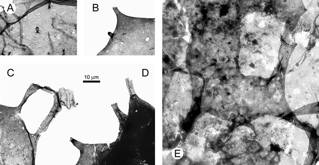 Probable Proterozoic fungi