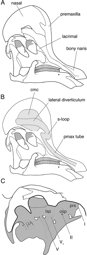 Nasal cavity homologies and cranial crest function in lambeosaurine ...