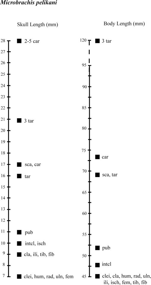 Ontogenetic sequence reconstruction and sequence polymorphism in extinct  taxa: an example using early tetrapods (Tetrapoda: Lepospondyli)