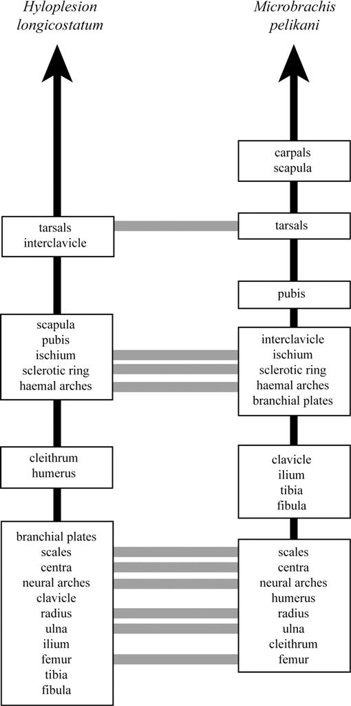 Simplified phylogeny with hypothetical steps in pectoral girdle