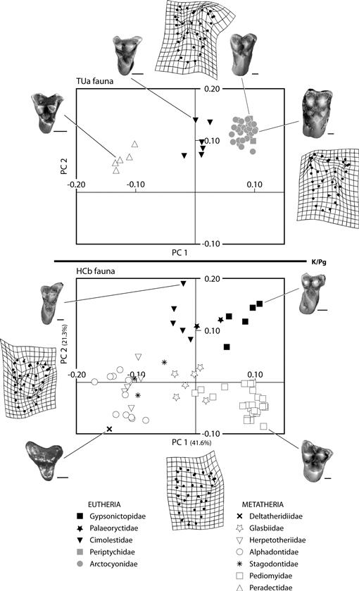 Mammals Across The K Pg Boundary In Northeastern Montana U S A Dental Morphology And Body Size Patterns Reveal Extinction Selectivity And Immigrant Fueled Ecospace Filling