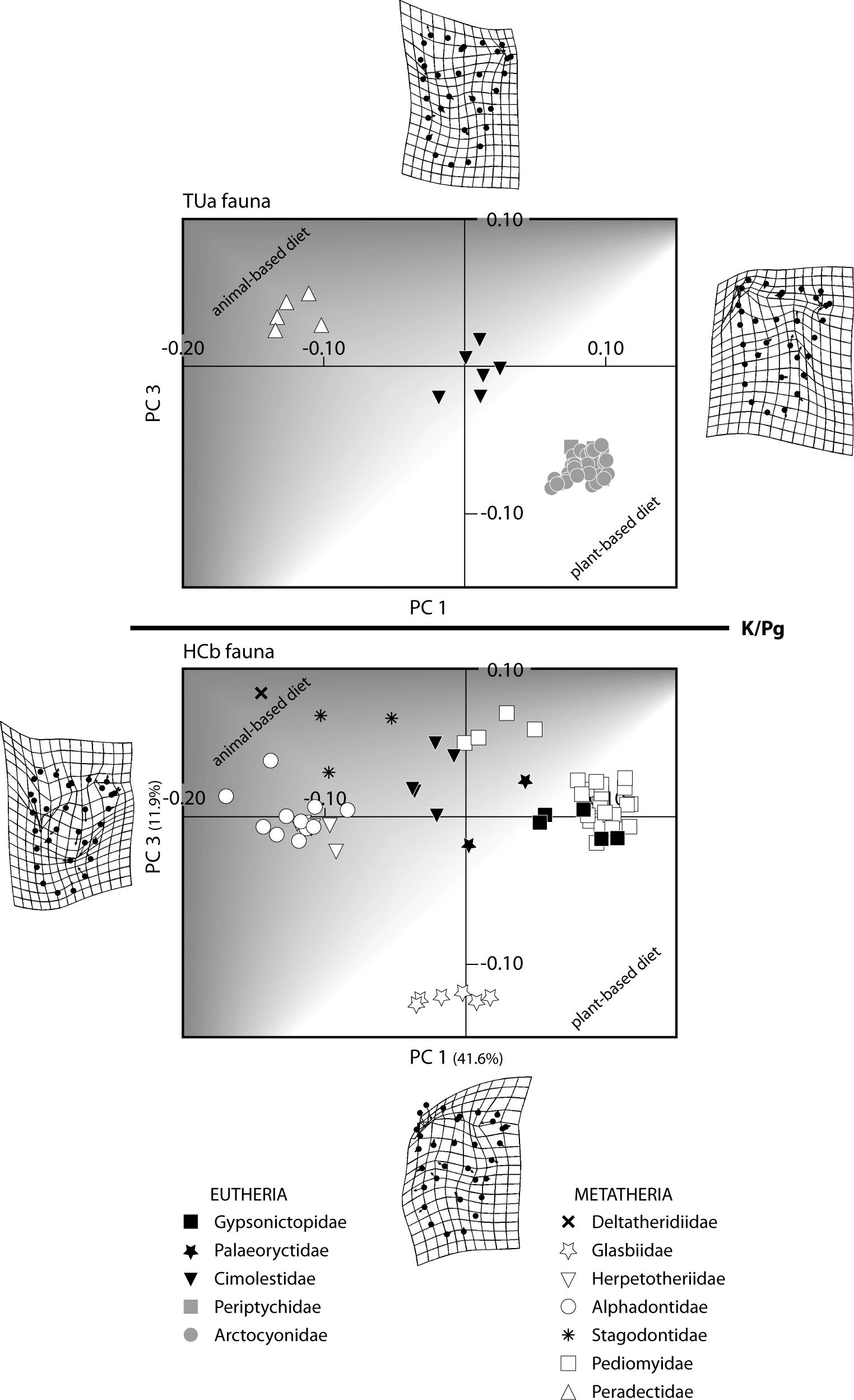 Mammals Across The K Pg Boundary In Northeastern Montana U S A Dental Morphology And Body Size Patterns Reveal Extinction Selectivity And Immigrant Fueled Ecospace Filling