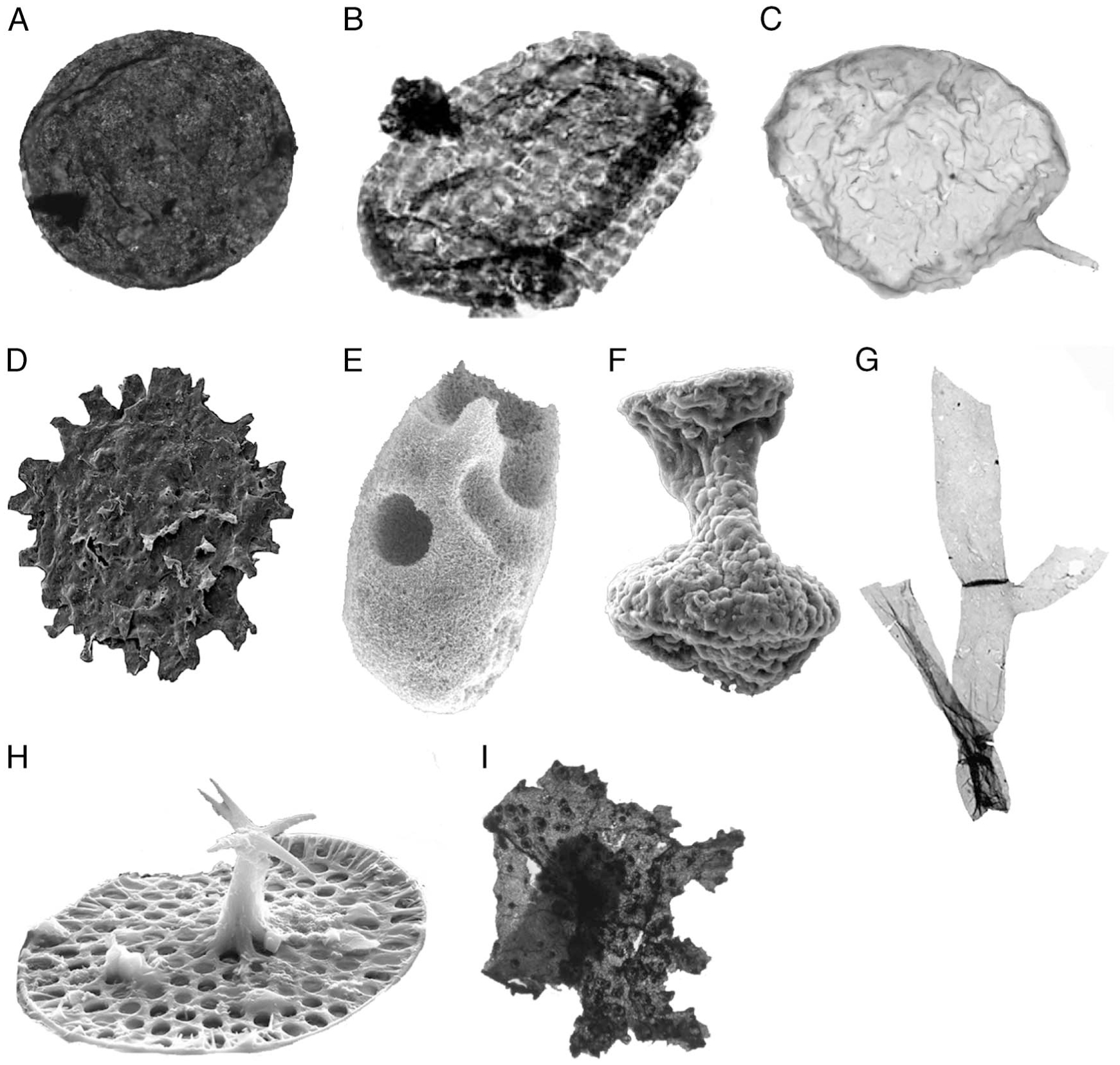 The Proterozoic Record Of Eukaryotes