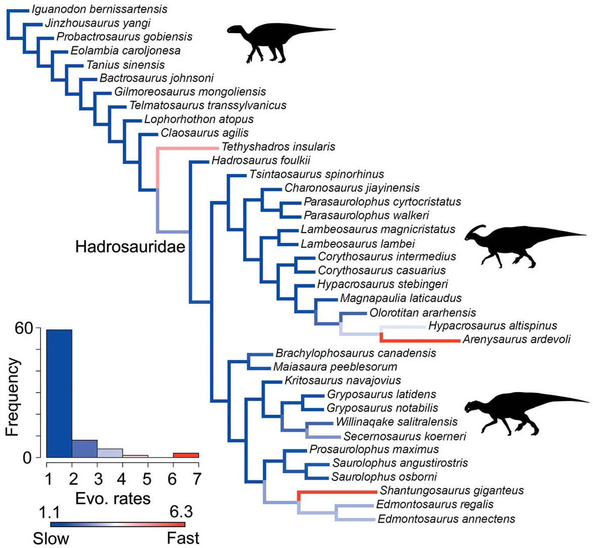 Morphological innovation and the evolution of hadrosaurid dinosaurs