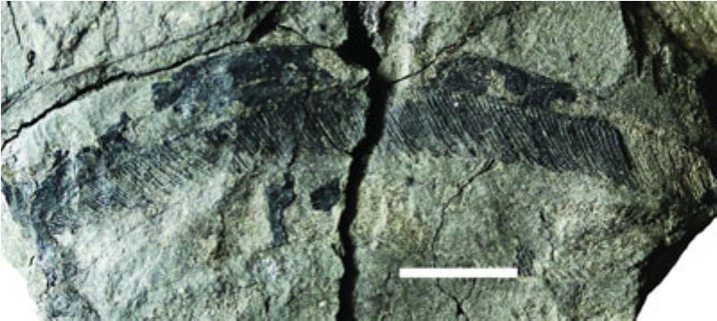 Discerning The Diets Of Sweep Feeding Eurypterids Assessing The Importance Of Prey Size To Survivorship Across The Late Devonian Mass Extinction In A Phylogenetic Context