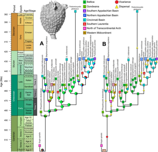 Estimating Dispersal And Evolutionary Dynamics In Diploporan Blastozoans Echinodermata Across The Great Ordovician Biodiversification Event