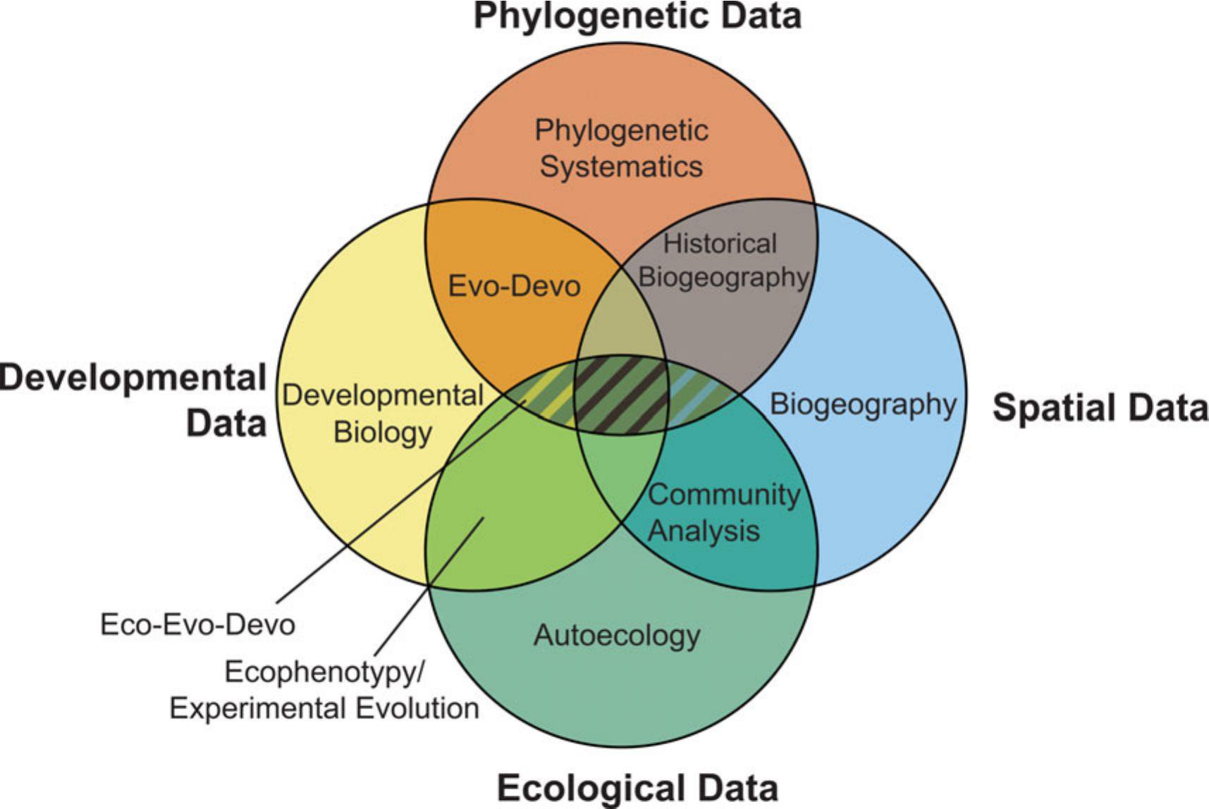 Phylogenetic paleoecology: macroecology within an evolutionary framework