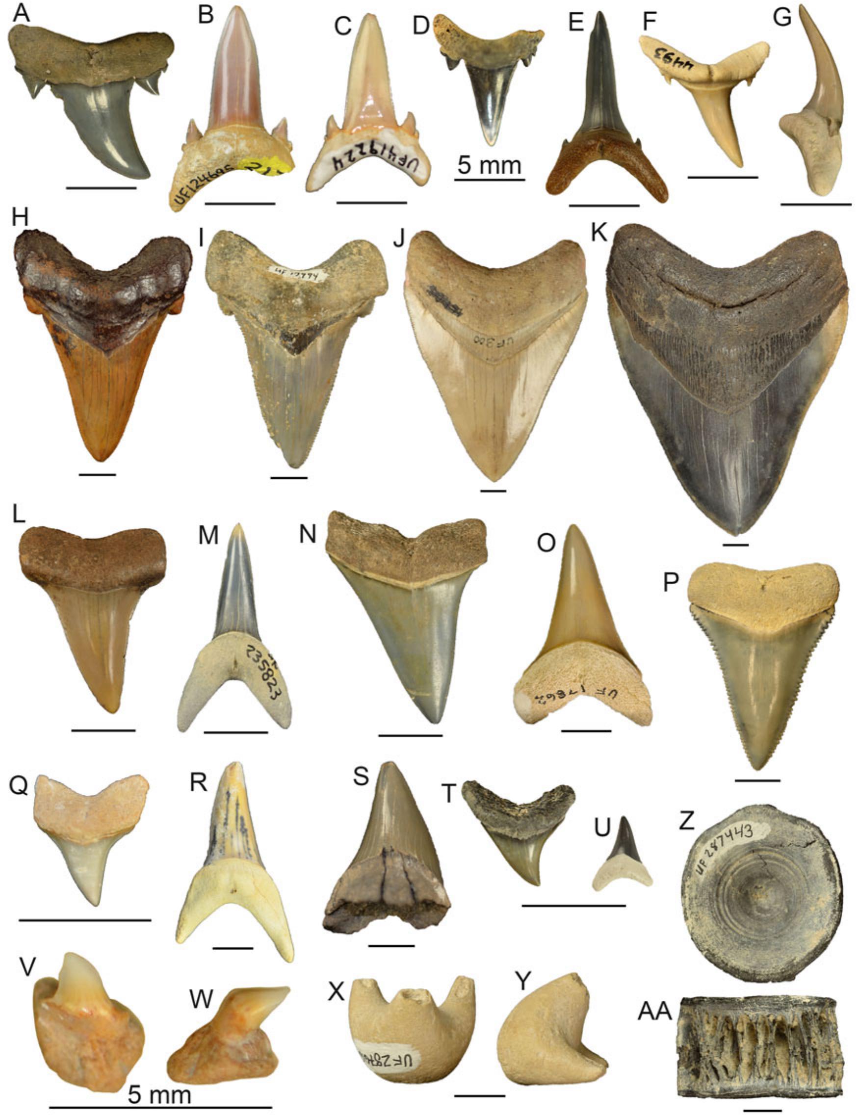 The chondrichthyan fossil record of the Florida Platform (Eocene–Pleistocene)