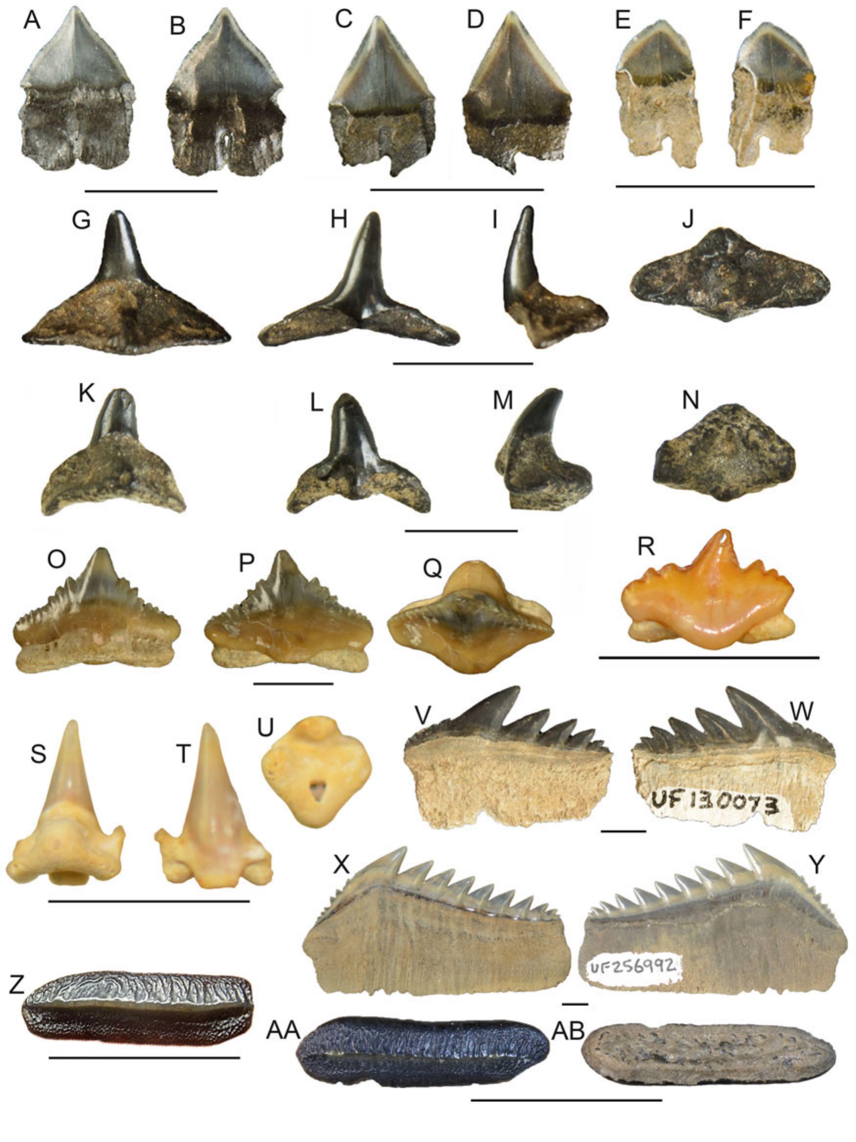 The chondrichthyan fossil record of the Florida Platform (Eocene–Pleistocene)