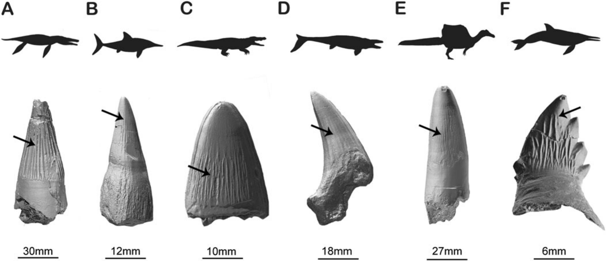 The impact of apicobasal ridges on dental load-bearing capacity in ...
