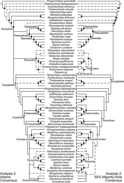 Phylogenetic origin of the turtle plastron and hypoischium