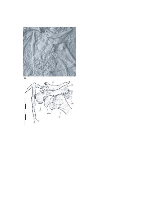 Eocene Lizards Of The Clade Geiseltaliellus From Messel And Geiseltal Germany And The Early Radiation Of Iguanidae Reptilia Squamata