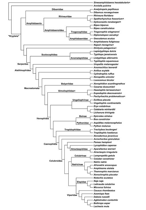 PDF) Activity patterns of the Keel-scaled (Casarea dussummeri) at the Jersey  Wildlife Preservation Trust