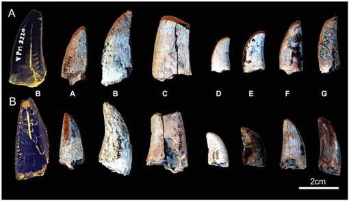 Help On ID for Misc. Lance Formation Fossils - Fossil ID - The Fossil Forum