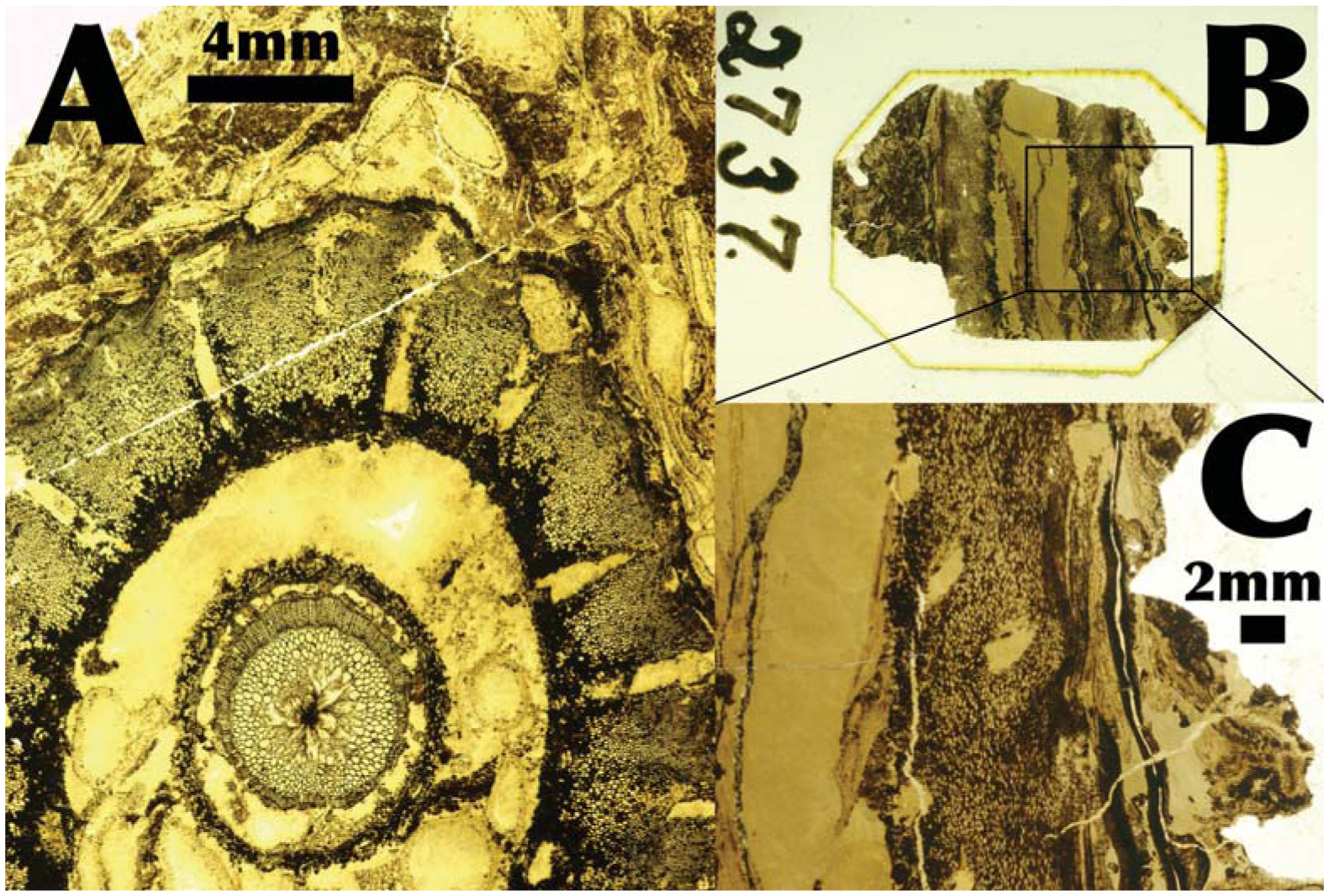 lepidodendron stem anatomy