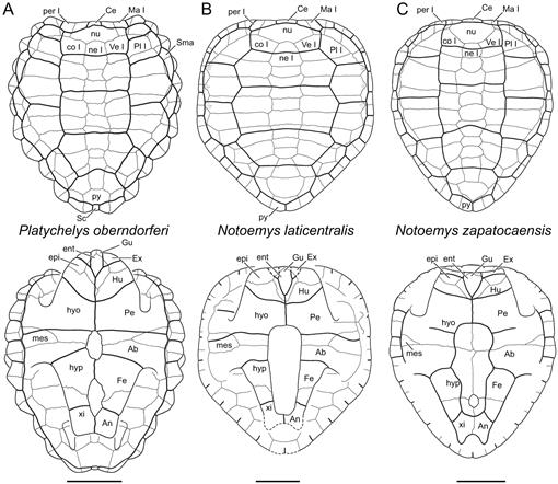 A Review of the Fossil Record of Turtles of the Clades Platychelyidae ...