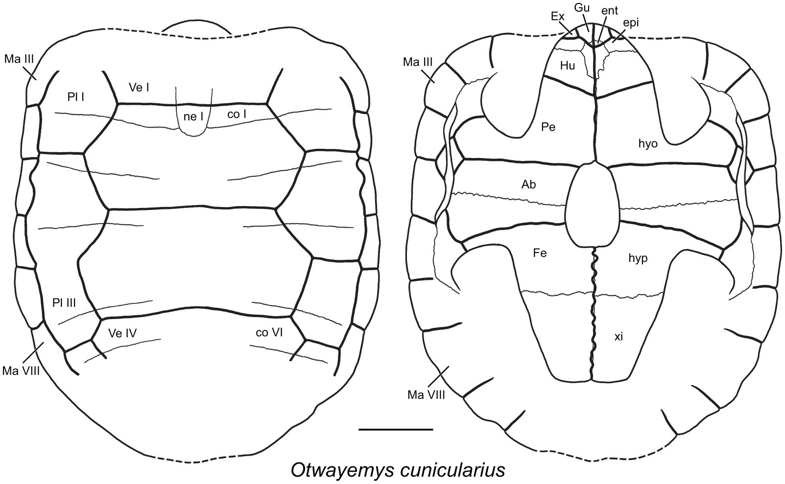 A Review of the Fossil Record of Gondwanan Turtles of the Clade ...