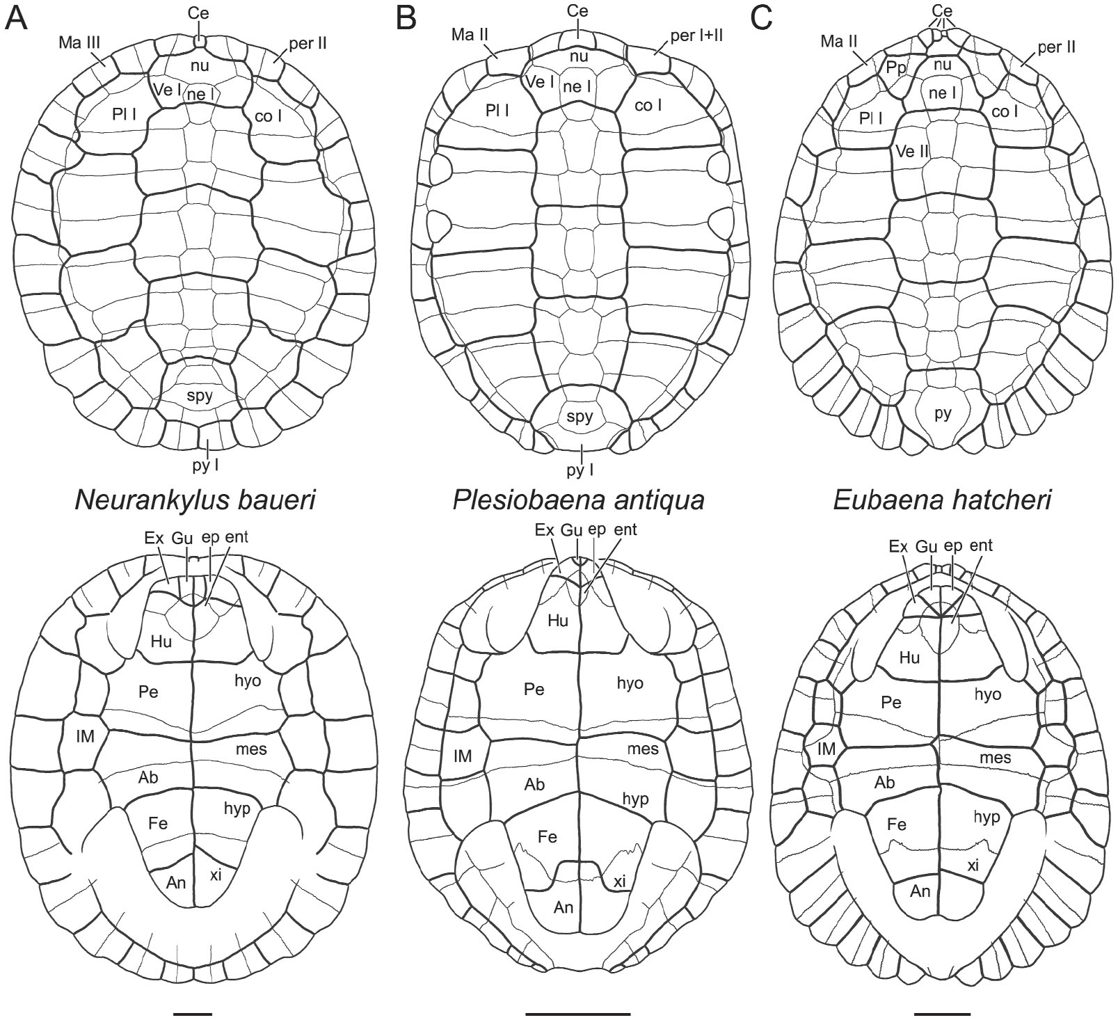 A Review of the Fossil Record of Turtles of the Clade Baenidae