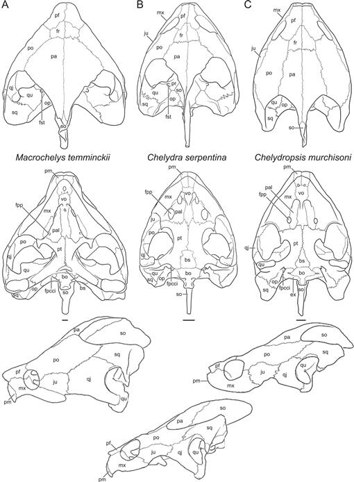 A Review Of The Fossil Record Of Turtles Of The Clade Pan-chelydridae