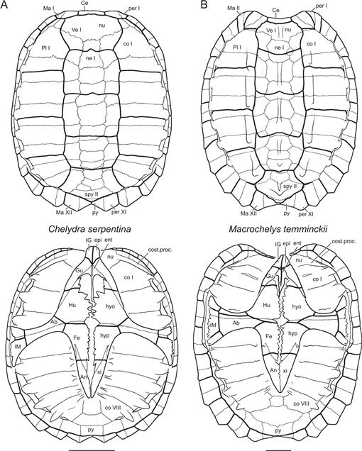 A Review of the Fossil Record of Turtles of the Clade Pan-Chelydridae