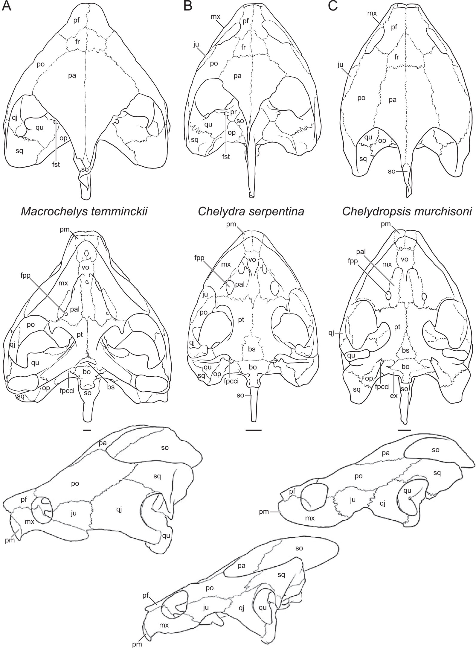 A Review of the Fossil Record of Turtles of the Clade Pan-Chelydridae