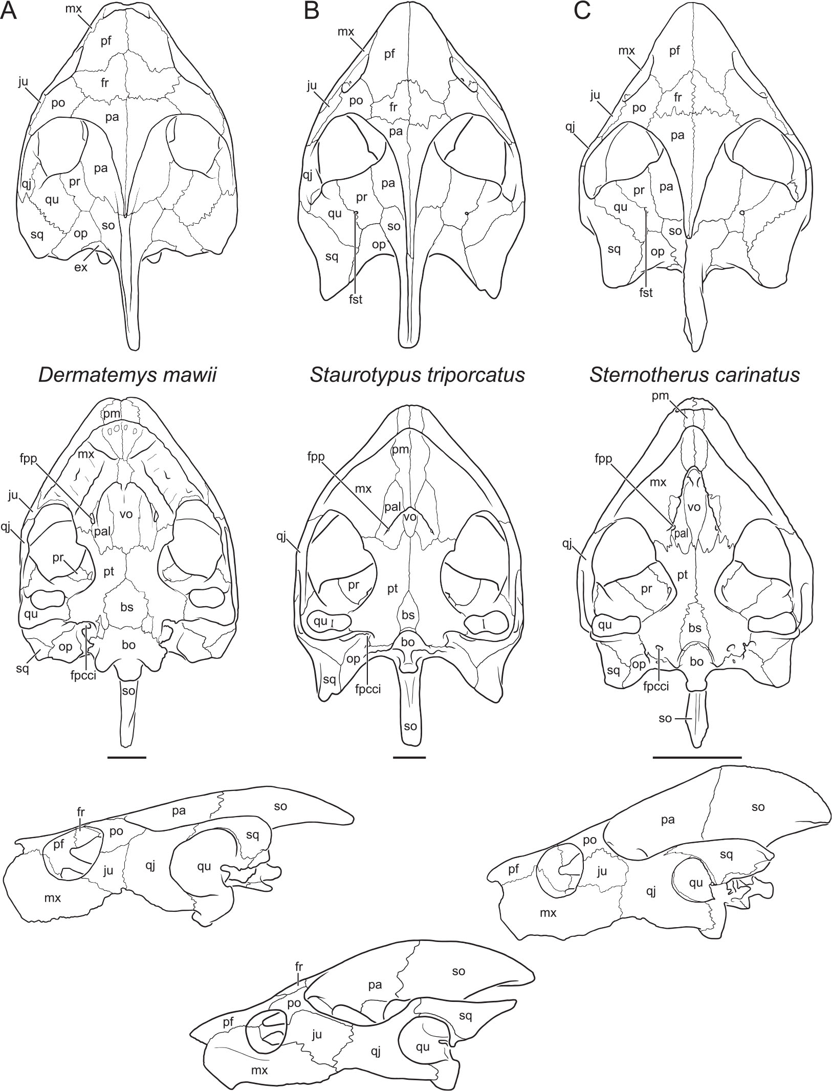 A Review of the Fossil Record of Turtles of the Clade Pan-Kinosternoidea