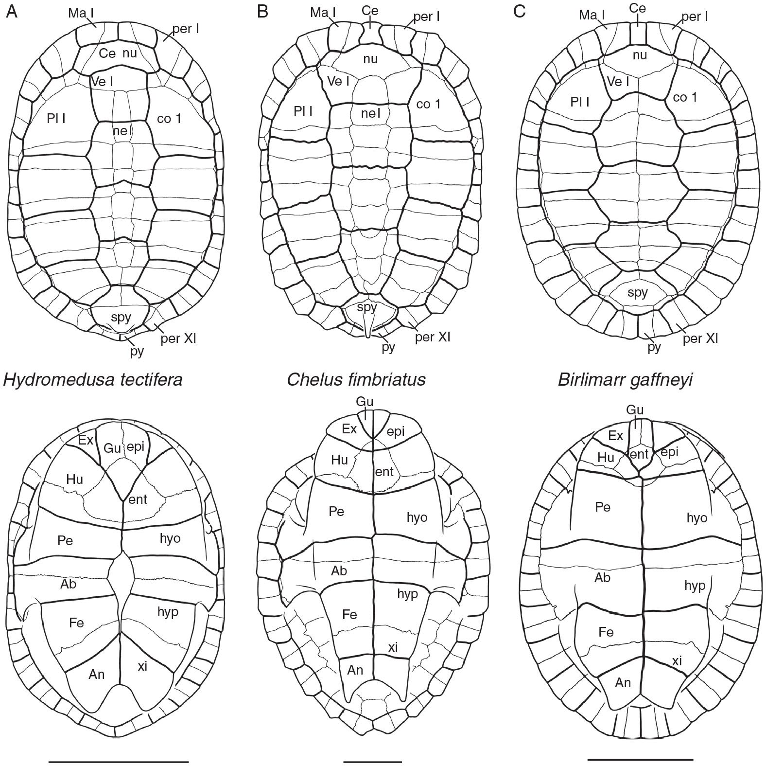 A Review of the Fossil Record of Turtles of the Clade Pan-Chelidae