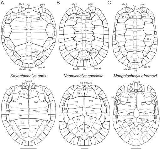 A Review of the Fossil Record of Basal Mesozoic Turtles