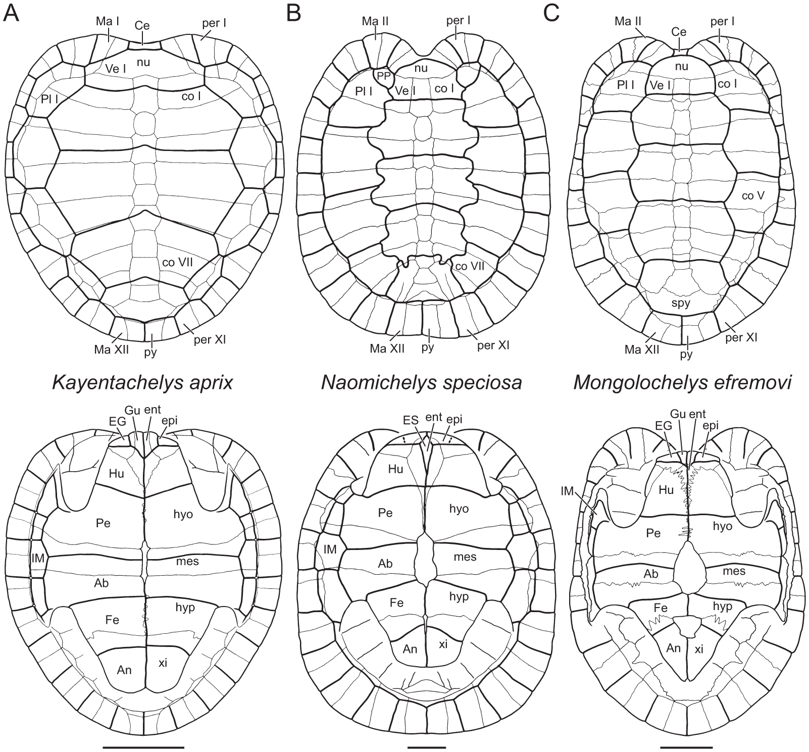 A Review of the Fossil Record of Basal Mesozoic Turtles